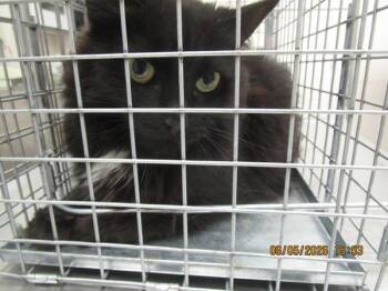 (655) -  Domestic Medium Hair Cat for Adoption in Marietta, Georgia - (655) | PetCurious
