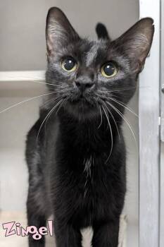 Zingel -  Domestic Short Hair Cat for Adoption in Mason, Michigan - Zingel | PetCurious