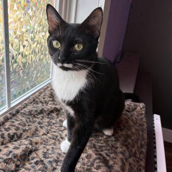 Equity & Inclusion - Bonded Pair -  Domestic Short Hair Cat for Adoption in Asheville, North Carolina - Equity & Inclusion - Bonded Pair | PetCurious
