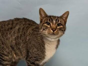 Domestic Short Hair Cats Available for Adoption - Leo | PetCurious