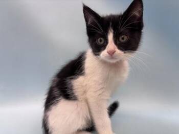 Boba -  Domestic Short Hair Cat for Adoption in Woodbury, Minnesota - Boba | PetCurious