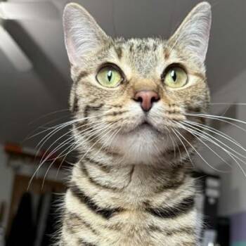 April -  Domestic Short Hair Cat for Adoption in Janesville, Wisconsin - April | PetCurious