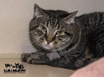 Domestic Short Hair Cats Available for Adoption - FLACKO | PetCurious