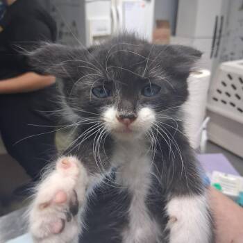 Whiska -  Domestic Short Hair Cat for Adoption in Summerville, South Carolina - Whiska | PetCurious