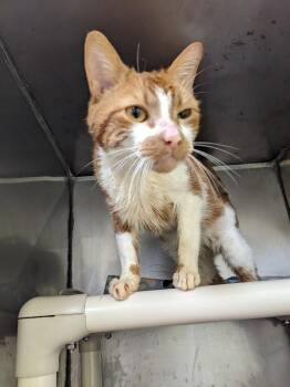 Rex Spex -  Domestic Short Hair Cat for Adoption in Trenton, New Jersey - Rex Spex | PetCurious