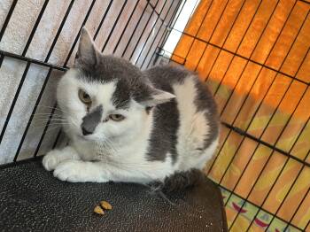 Domestic Short Hair Cats Available for Adoption in Salisbury, Massachusetts - Summer Set | PetCurious