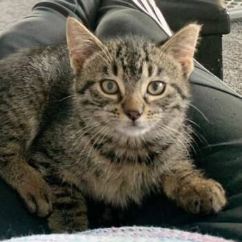 Rescue Domestic Short Hair Cats for Adoption in Wheaton, Illinois - Rocky | PetCurious