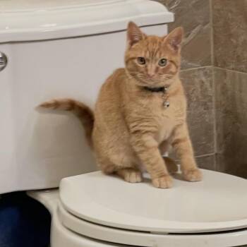 Domestic Short Hair Cats Available for Adoption - Nikki Six | PetCurious