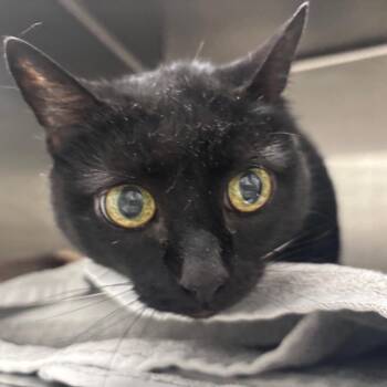 Domestic Short Hair Cats Available for Adoption in Ballston Spa, New York - Pepper | PetCurious