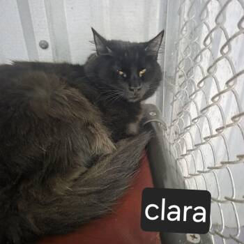 Clara -  Domestic Long Hair Cat Available for Adoption in Snow Hill, North Carolina - Clara | PetCurious