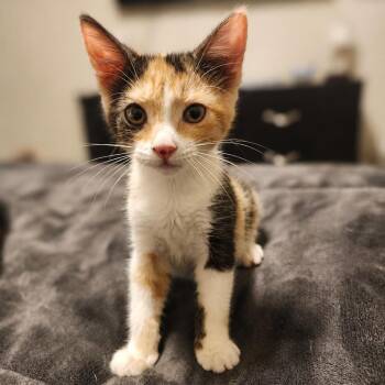 Ginny -  Domestic Short Hair Cat for Adoption in Madison, Wisconsin - Ginny | PetCurious