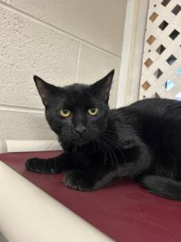 Rescue Domestic Short Hair Cats for Adoption in Dekalb, Illinois - Cinco Five Star | PetCurious