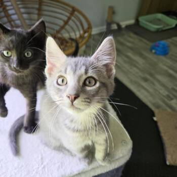 Bramble -  Domestic Short Hair Cat for Adoption in Rossville, Georgia - Bramble | PetCurious