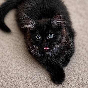 Lavender -  Domestic Medium Hair Cat for Adoption in Spokane, Washington - Lavender | PetCurious