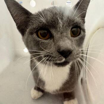 Maki -  Domestic Short Hair Cat for Adoption in Columbiana, Alabama - Maki | PetCurious