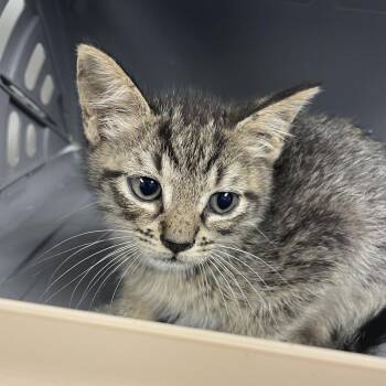 Domestic Short Hair Cats Available for Adoption in Dickinson, Texas - Poppy | PetCurious