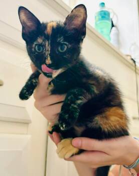 Hocus -  Domestic Short Hair Cat for Adoption in Valley Park, Oklahoma - Hocus | PetCurious