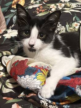 Rescue Domestic Short Hair Cats for Adoption in Dallas, Texas - Pasha | PetCurious