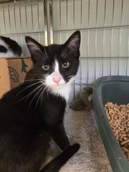 Sora 933-26 -  Domestic Short Hair Cat for Adoption in Cumming, Georgia - Sora 933-26 | PetCurious