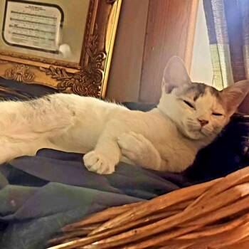Cersei -  Domestic Short Hair Cat for Adoption in Brownsboro, Alabama - Cersei | PetCurious