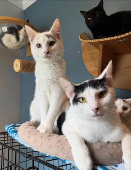Rescue Domestic Short Hair Cats for Adoption in Levittown, Pennsylvania - Blue & Magenta | PetCurious