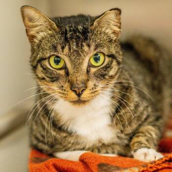 Rebecca -  Domestic Short Hair Cat for Adoption in Hilton Head Island, South Carolina - Rebecca | PetCurious