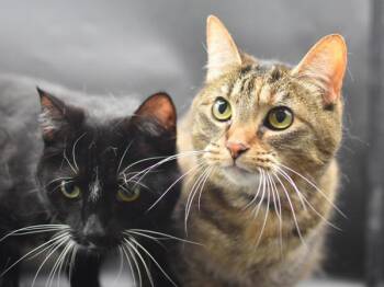 Twig & Mop -  Domestic Short Hair Cat for Adoption in Portland, Oregon - Twig & Mop | PetCurious