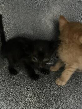 TED -  Domestic Short Hair Cat for Adoption in Dallas, Texas - TED | PetCurious