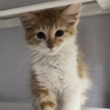 Micah -  Domestic Short Hair Cat for Adoption in Las Cruces, New Mexico - Micah | PetCurious