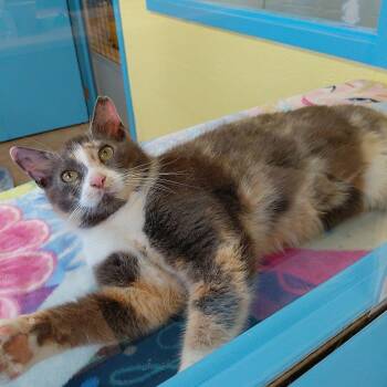 Domestic Short Hair Cats Available for Adoption in Gloucester, Virginia - Bunny | PetCurious