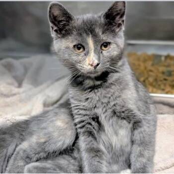 Domestic Short Hair Cats Available for Adoption - Versace | PetCurious