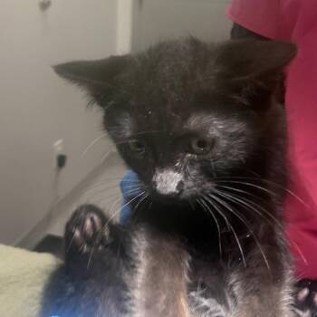 Lucas -  Domestic Medium Hair Cat Available for Adoption in Winston-salem, North Carolina - Lucas | PetCurious