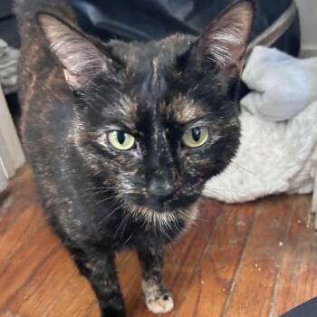 Tortoiseshell Cats Available for Adoption in Huntington, New York - Rebecca | PetCurious
