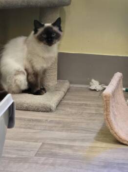 Tinkerbell -  Domestic Medium Hair Cat for Adoption in Vancouver, Washington - Tinkerbell | PetCurious