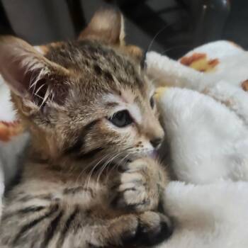 Domestic Short Hair Cats Available for Adoption in Tallahassee, Florida - Soba Wesley-AR | PetCurious