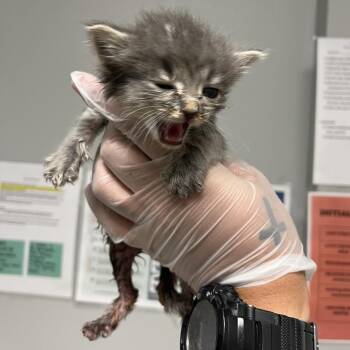 Berries -  Domestic Short Hair Cat for Adoption in Chattanooga, Tennessee - Berries | PetCurious