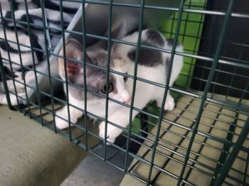 Sf-26 -  Domestic Short Hair Cat for Adoption in Lawrenceville, Georgia - Sf-26 | PetCurious