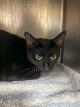 Domestic Short Hair Cats Available for Adoption in Bellingham, Washington - Ziti | PetCurious