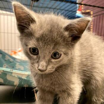 Domestic Short Hair Cats Available for Adoption in Long Beach, California - Kade | PetCurious