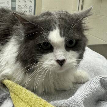 Carolina -  Domestic Medium Hair Cat for Adoption in Murray, Utah - Carolina | PetCurious