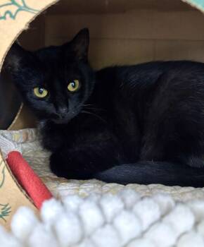 Camille -  Domestic Short Hair Cat for Adoption in Danville, Indiana - Camille | PetCurious