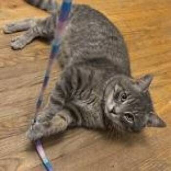 Finn -  Domestic Short Hair Cat for Adoption in Pickering, Ontario - Finn | PetCurious