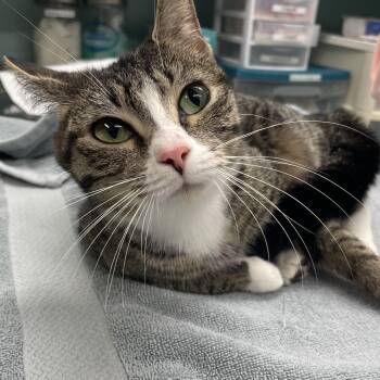 Domestic Short Hair Cats Available for Adoption - Pixie  | PetCurious