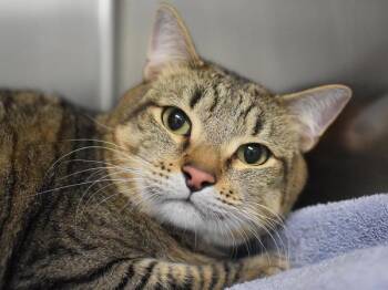 Angel -  Domestic Short Hair Cat for Adoption in Portland, Oregon - Angel | PetCurious