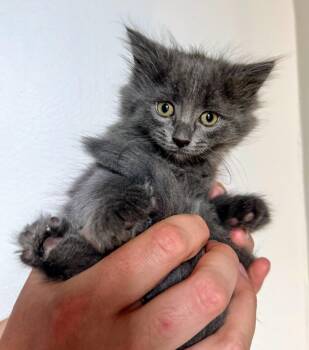 Aphrodite -  Domestic Medium Hair Cat Available for Adoption in Reston, Virginia - Aphrodite | PetCurious