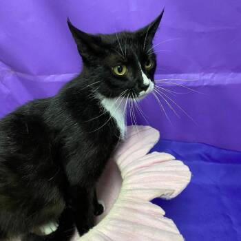 Domestic Medium Hair Cats Available for Adoption in North Myrtle Beach, South Carolina - Bastet | PetCurious