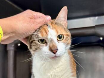 Domestic Short Hair Cats Available for Adoption - Brooke Lynn | PetCurious