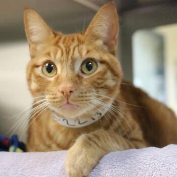 Tony -  Domestic Short Hair Cat for Adoption in Pasadena, California - Tony | PetCurious