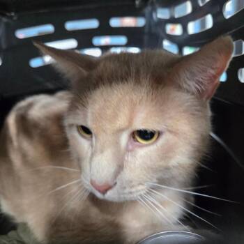 Jazper -  Domestic Short Hair Cat for Adoption in Newark, New Jersey - Jazper | PetCurious