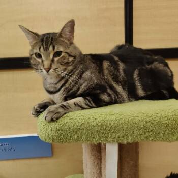 Tabby Cats Available for Adoption in Scottsdale, Arizona - Buckeye Bob | PetCurious